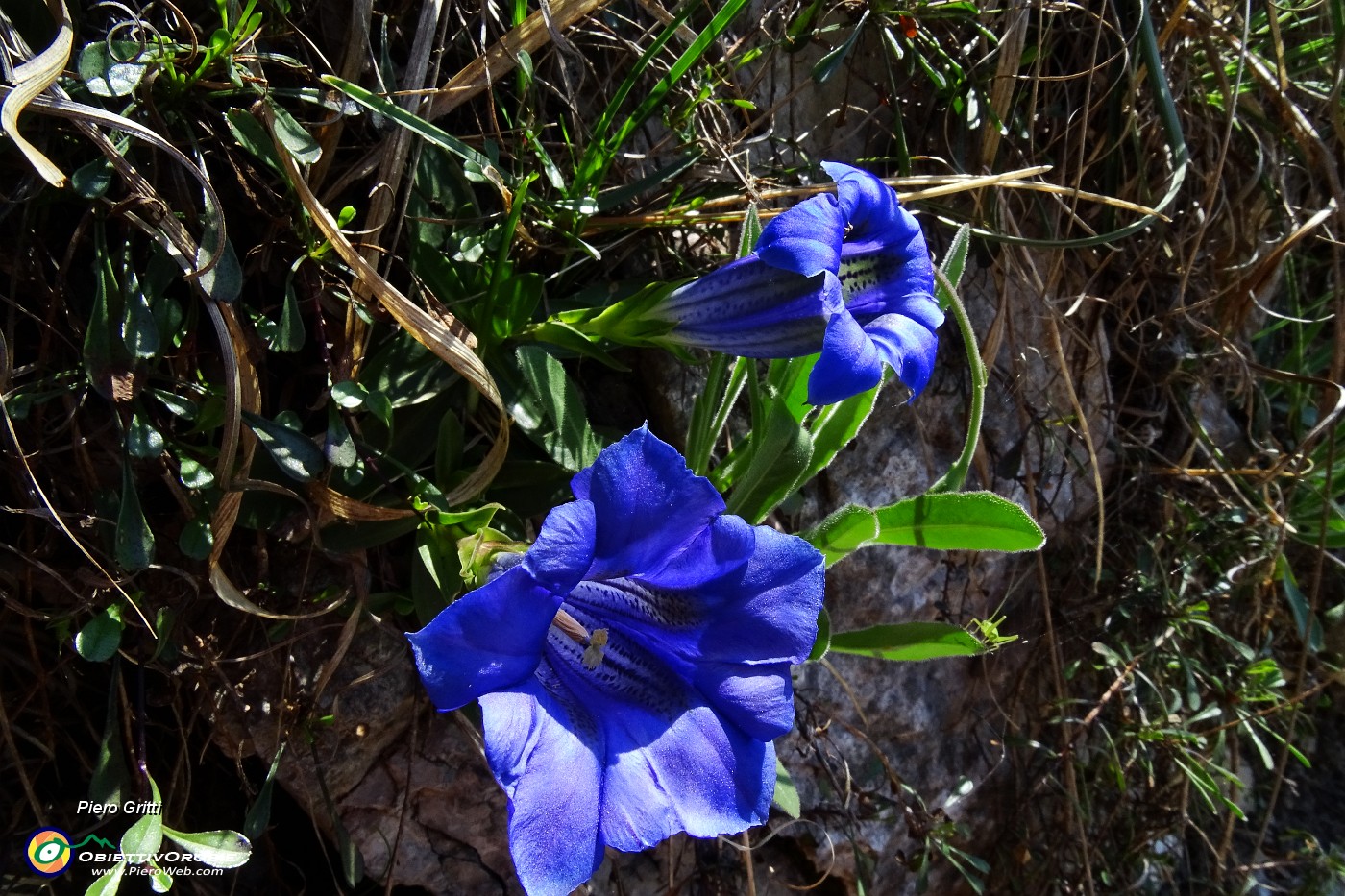 28 Genzianella di primavera (Gentiana verna).JPG